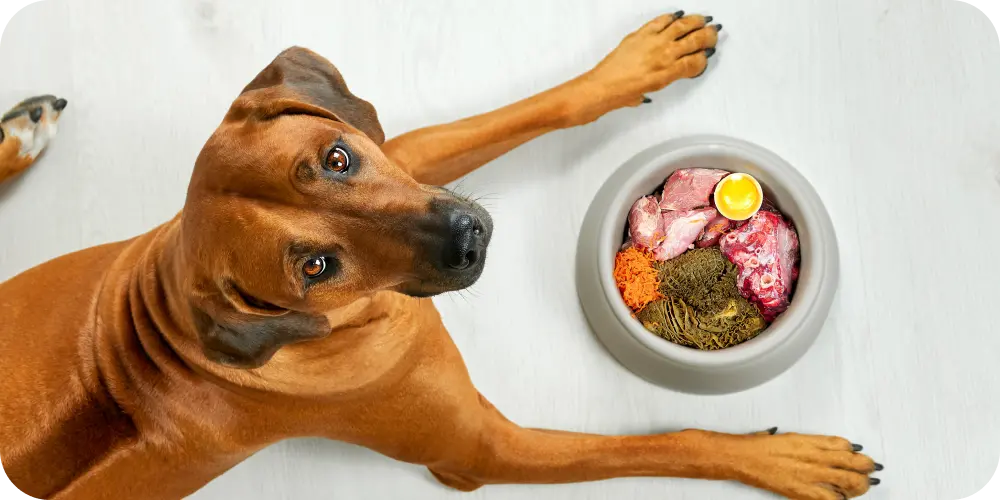 dog laying by food bowl