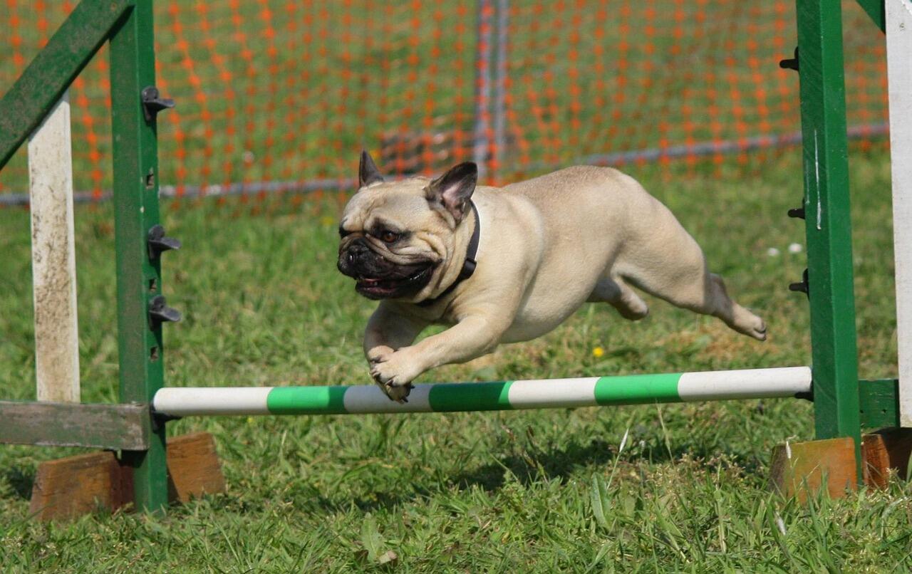 Pug a dog breed for small houses