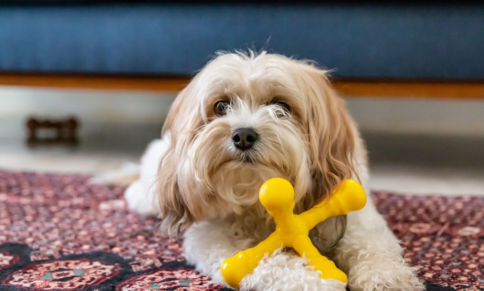 Introduce a Treat Dispenser Toy to Your Dog