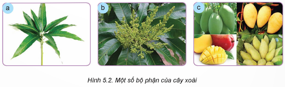 BÀI 5. KĨ THUẬT TRỒNG VÀ CHĂM SÓC CÂY XOÀI