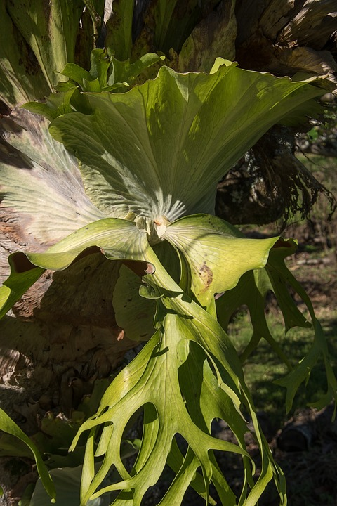 Como Cultivar a Planta Chifre de Veado