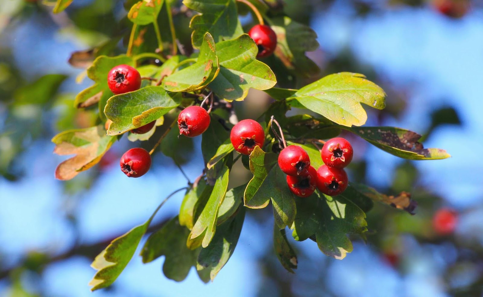 Herbal Medicine: Tips For Beginners
