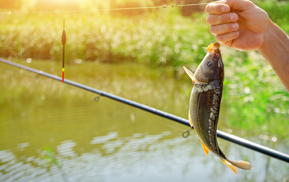 How to Catch Carp: Expert Tips for Successful Angling