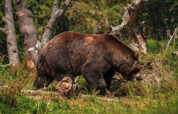 Grizzly Bears