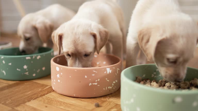 12.900+ Perro Comiendo Vídeos de stock y películas libres de derechos -  iStock | Comida perro, Perros, Comida de perro