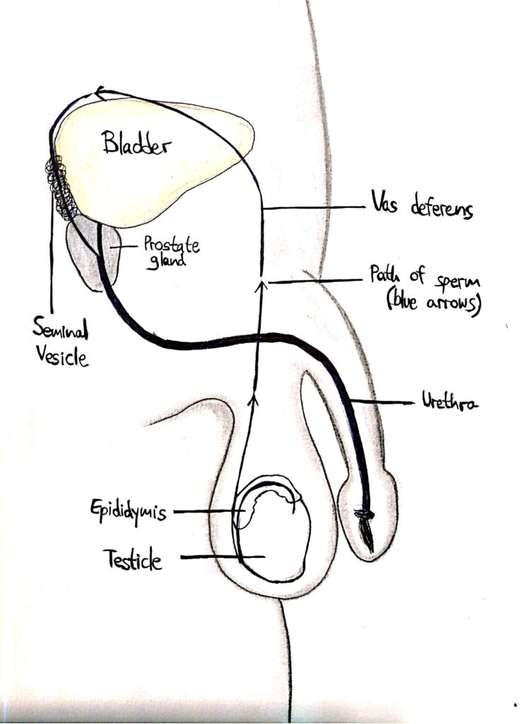 Male fertility