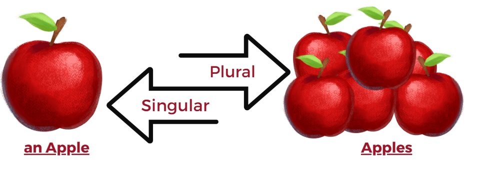 singular and plural nouns