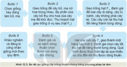 Giải bài 12 Một số phương pháp chọn, tạo giống cây trồng