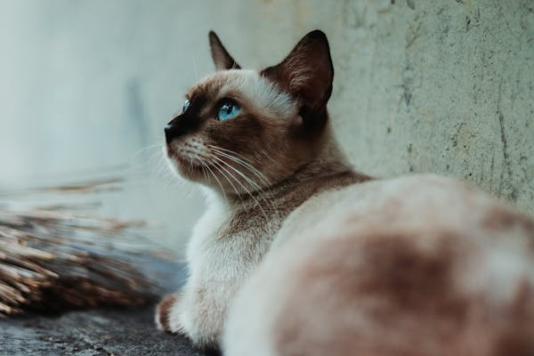 Siamese 