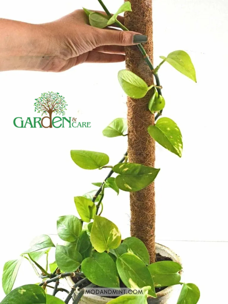 Pruning for Shape and Growth Balance