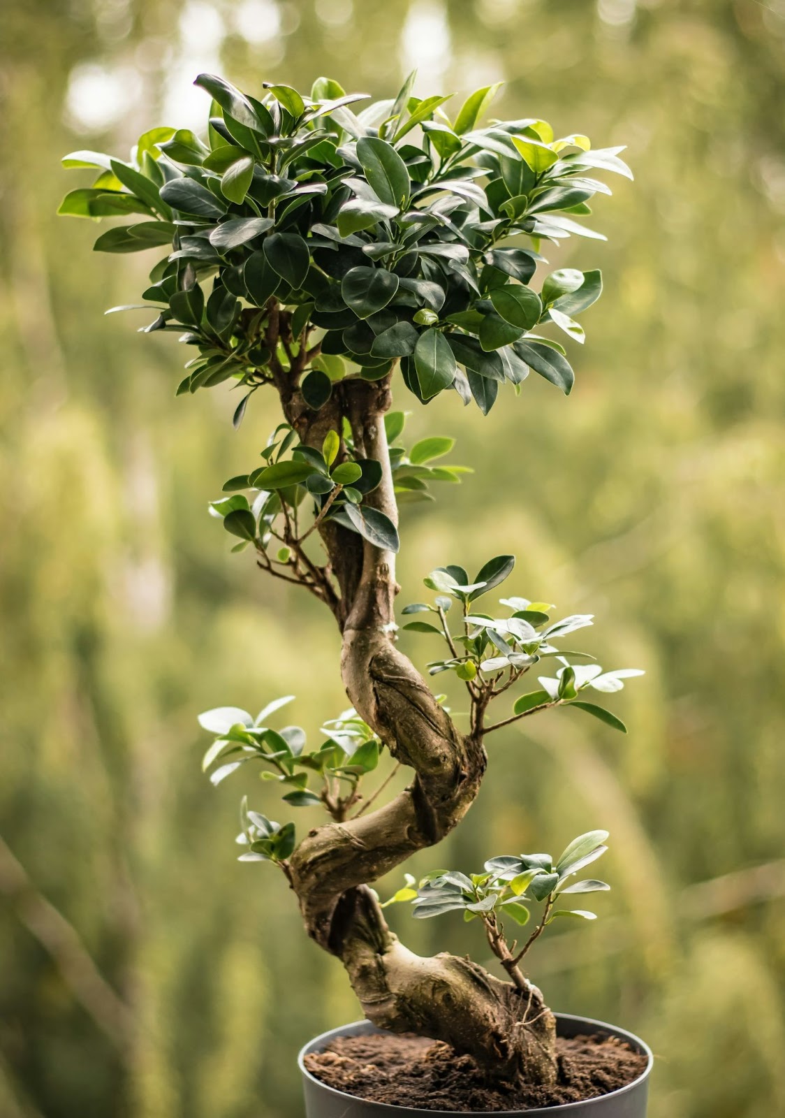 ficus care