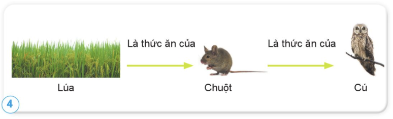 BÀI 22: CHUỖI THỨC ĂN