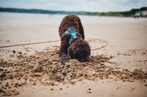 Lagotto Romagnolo 