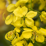 100 flowers name in odia
