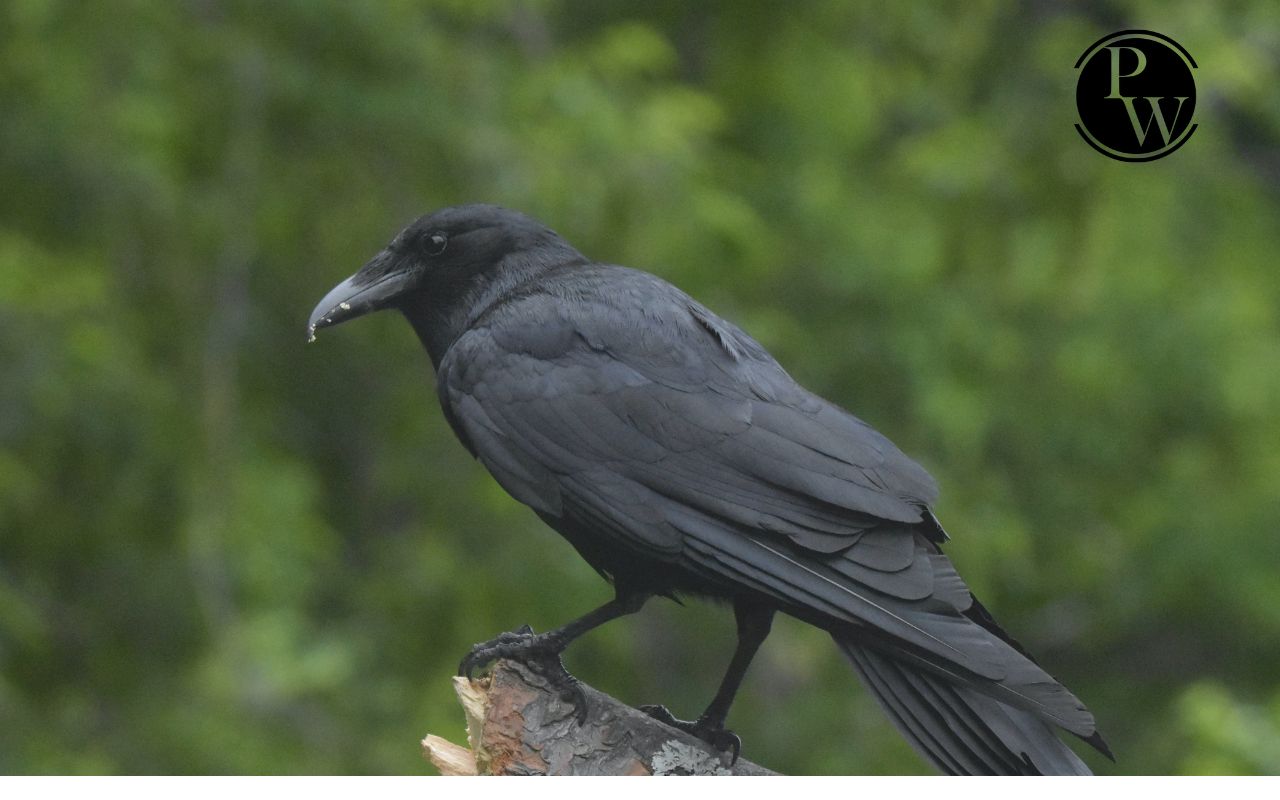 Crow