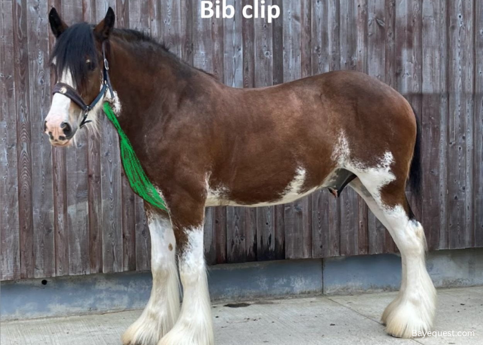 Types of Horse Clips