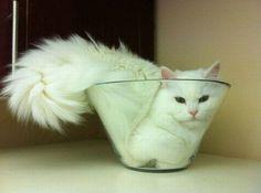 A cat in a glass bowl

Description automatically generated