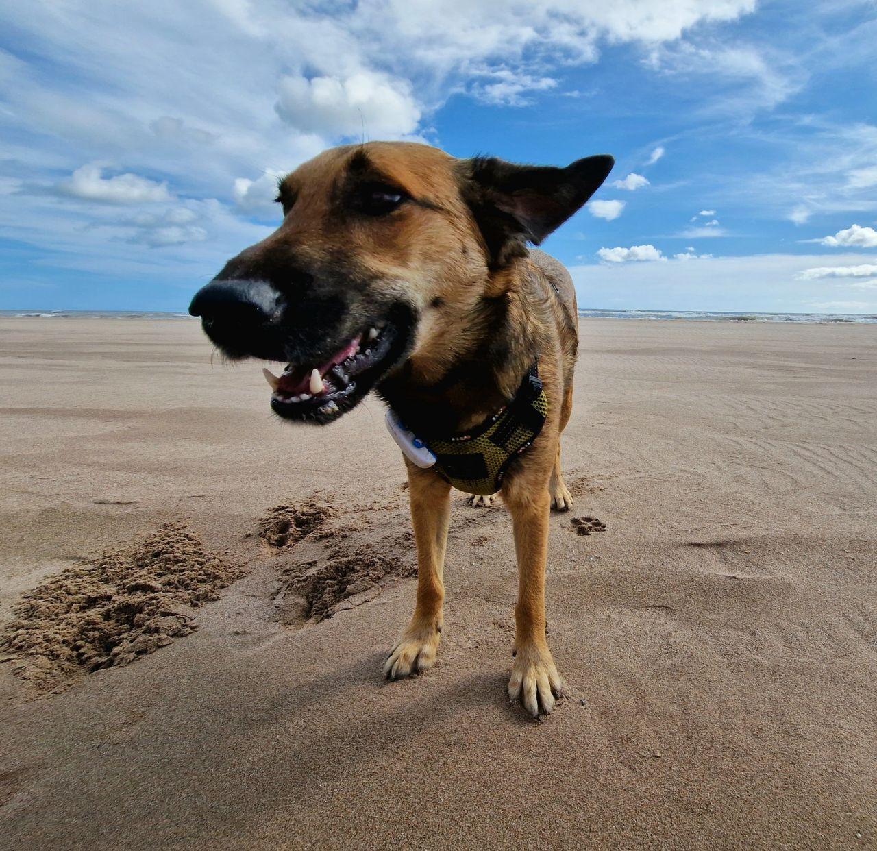 Samson - Laurence's gorgeous rescue dog enjoying a beach trip!