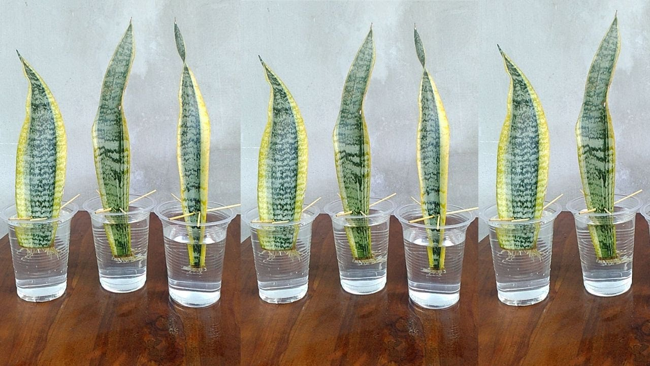 Snake plant propagation by Leaf Cuttings in Water