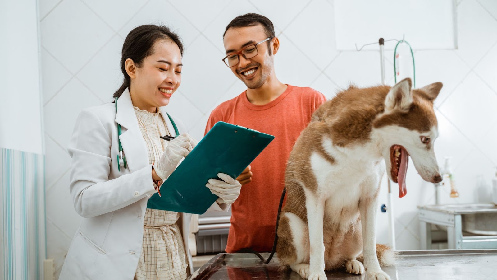 How to Become a Veterinary Nurse