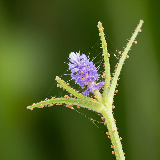 Common Pests and Diseases Affecting Virginian Spiderwort