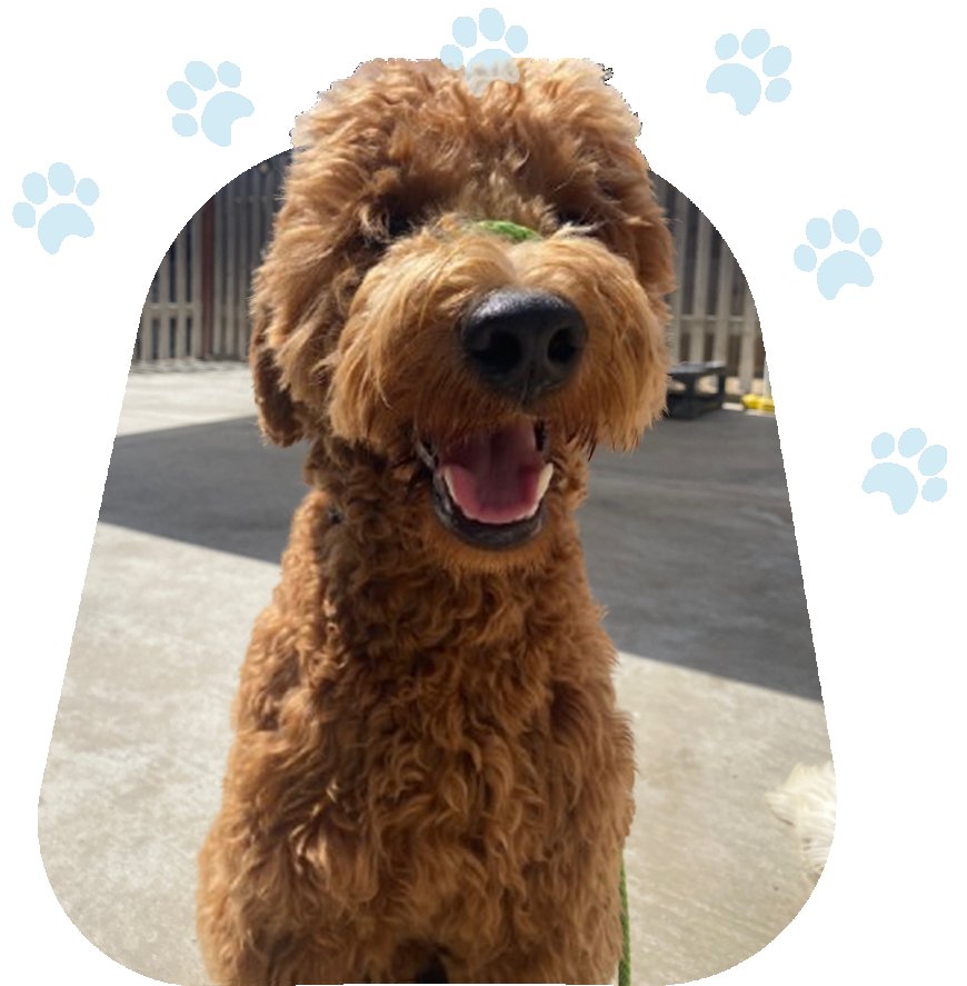Fully Trained Dogs for Sale: Your Ideal Companion Awaits