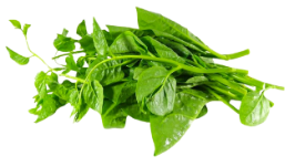 Rau mồng tơi.olm