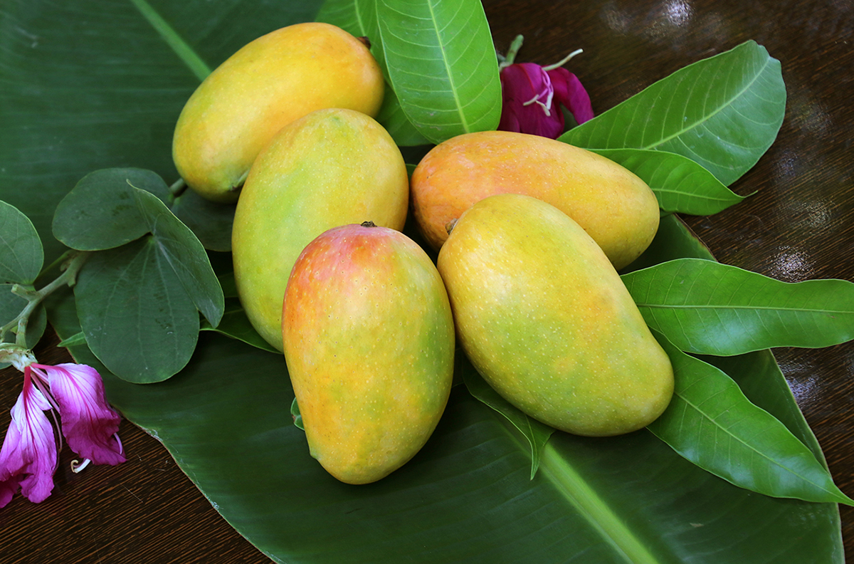 Famous Varieties Of Mango