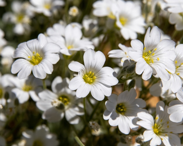 Chickweed