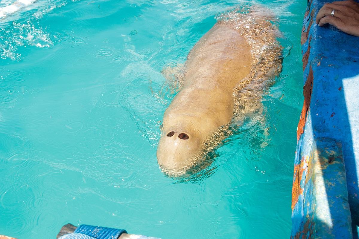 A sea animal swimming in the water

Description automatically generated