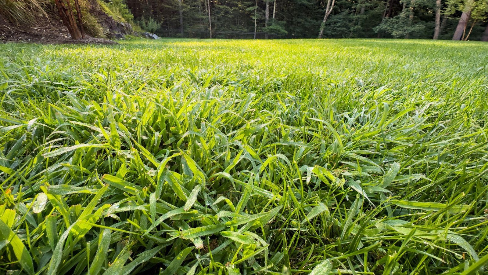 A close-up of a grassy field

AI-generated content may be incorrect.