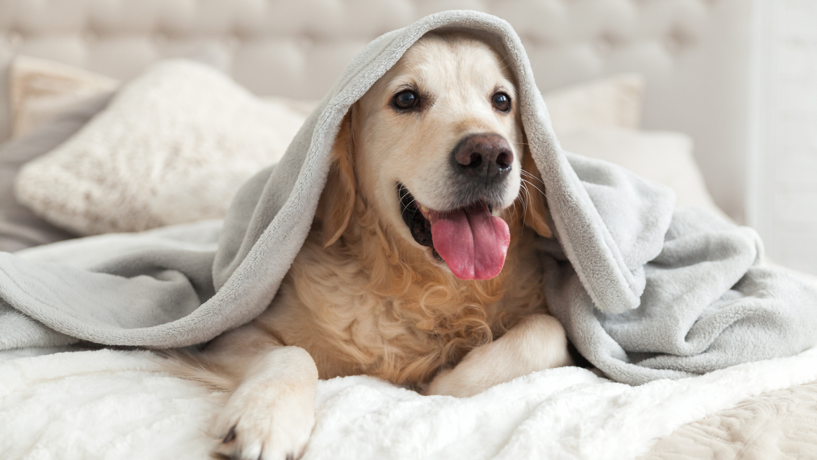 Non-toxic pet cleaning products for a healthier and more comfortable life for your furry friend.