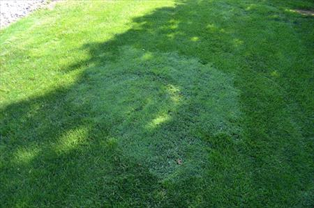 Bent Grass in Lawn