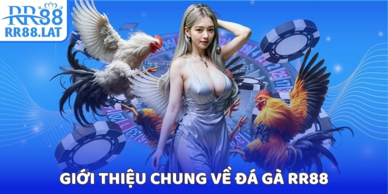 Đá gà RR88 - Hình 1
