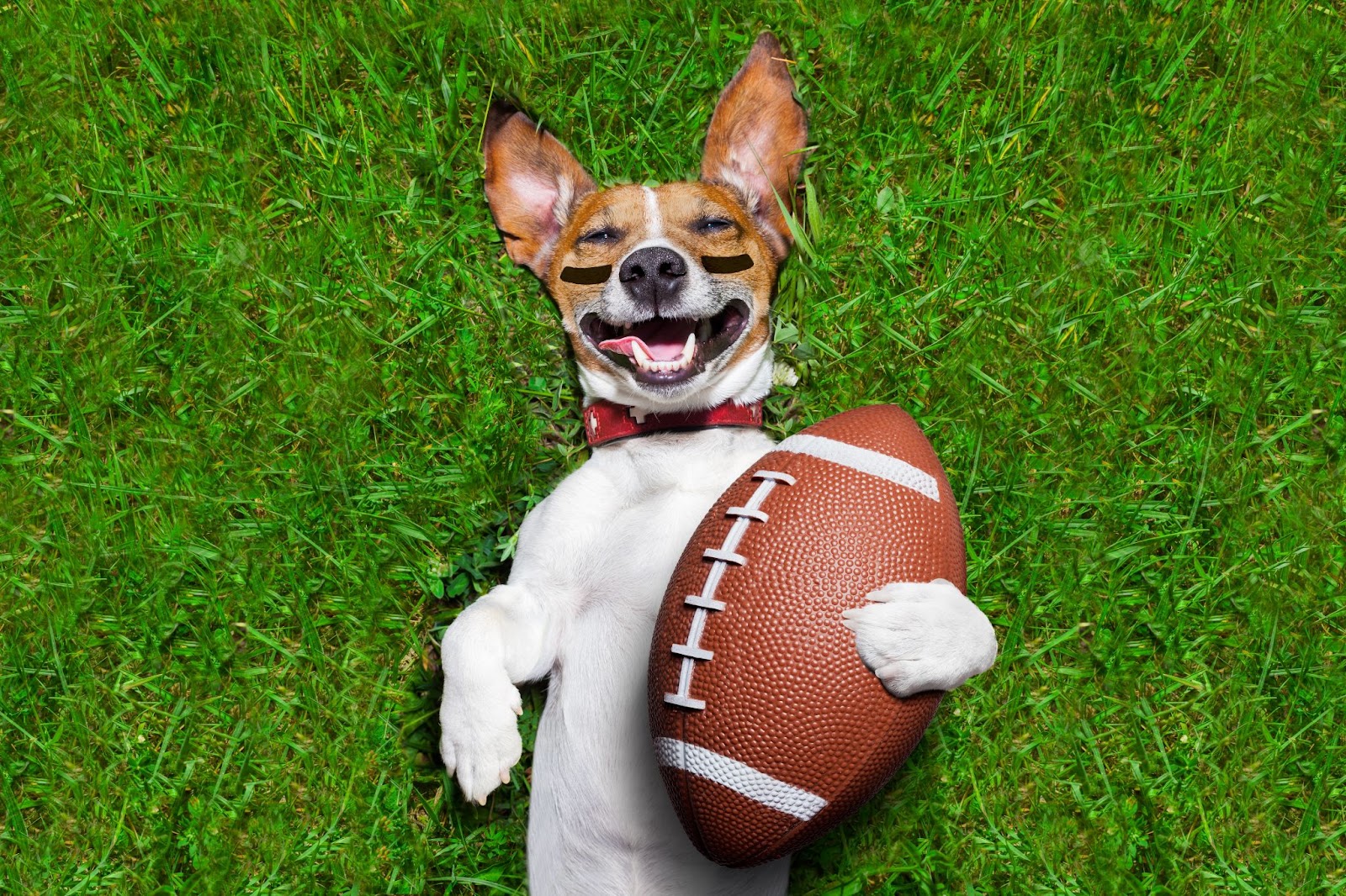 puppy bowl 2025
