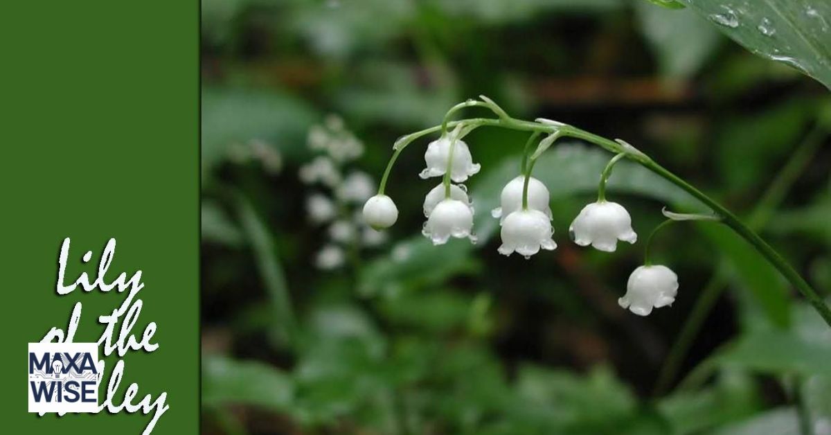 Lily of the Valley Meaning