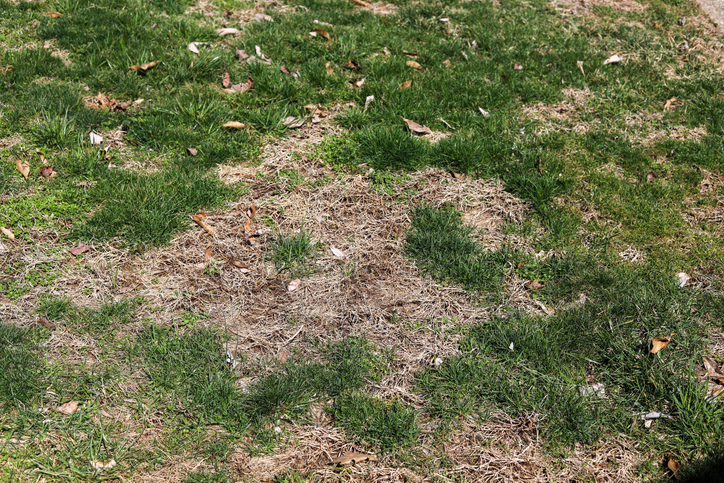 Lawn Soil Compaction