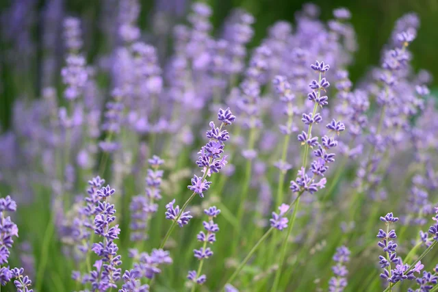 lavender in field