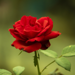 10 flowers name in punjabi
