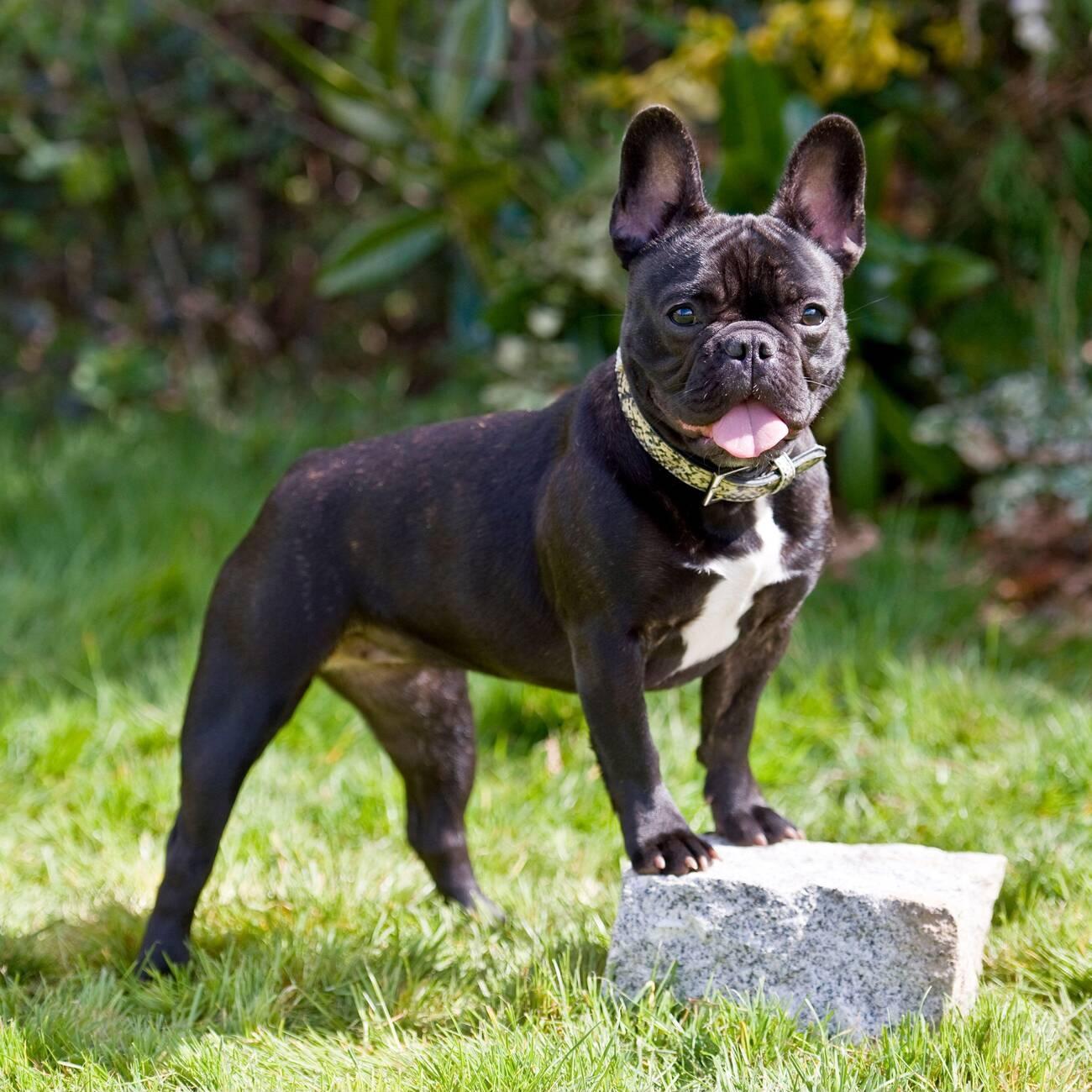 French Bulldog