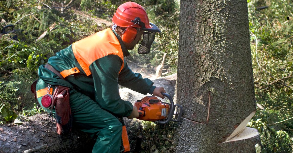 Tree Removal Process and Considerations