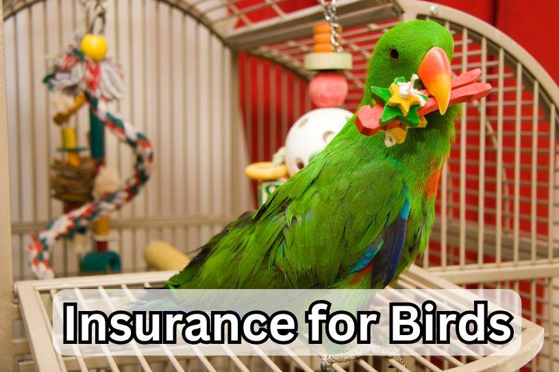  Pet Insurance For Bird Providers - Plans, Pricing & More