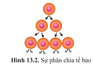 BÀI 13 - CHU KÌ TẾ BÀO VÀ NGUYÊN PHÂN