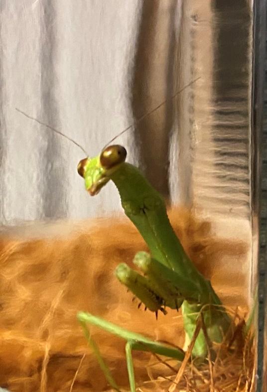 A close up of a green insect