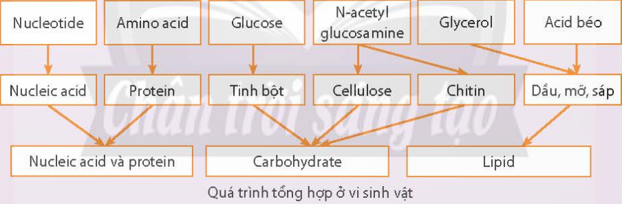 BÀI 24 - QUÁ TRÌNH TỔNG HỢP VÀ PHÂN GIẢI Ở VI SINH VẬTMỞ ĐẦUCâu 1: Một con bò nặng 500 kg chỉ sản xuất thêm mỗi ngày 0,5 kg protein; 500 kg cây đậu nành mỗi ngày tổng hợp được 40 kg protein nhưng 500 kg nấm men có thể tạo thành mỗi ngày 50 tấn protein. Sự khác nhau về sinh khối được tạo ra từ các loài sinh vật trên có thể giải thích như thế nào?Đáp án chuẩn:Sự khác biệt về sinh khối từ các sinh vật được giải thích bởi tốc độ tổng hợp và phân giải chất hữu cơ khác nhau. Nấm men, với kích thước nhỏ, có khả năng hấp thu và chuyển hóa nhanh các chất dinh dưỡng, dẫn đến việc nhanh chóng đạt được sinh khối lớn hơn so với các sinh vật có kích thước lớn hơn như con bò hay cây đậu nành.I. QUÁ TRÌNH TỔNG HỢP Ở VI SINH VẬTCâu 1: Hãy cho biết các đặc điểm chung của quá trình tổng hợp chất hữu cơ.Đáp án chuẩn:Đặc điểm chung của quá trình tổng hợp chất hữu cơ là sử dụng hợp chất mở đầu là ADP-glucose và tạo ra các polysaccharide bằng cách liên kết các phân tử glucose qua liên kết glycosidic.Câu 2: Tìm thông tin liên quan tới gôm sinh học và cho biết vai trò của gôm sinh học trong đời sống con người.Đáp án chuẩn:Một số loại polysaccharide do vi sinh vật tiết ra vào môi trường được gọi là gôm.* Vai trò của chúng bao gồm bảo vệ tế bào vi sinh vật khỏi sự khô hạn, ngăn ngừa virus, cung cấp carbon và năng lượng.* Ứng dụng của các loại gôm trong đời sống con người:- Sản xuất kem phủ bề mặt bánh.- Làm chất phụ gia trong khai thác dầu mỏ.- Trong lĩnh vực sinh học, chúng được sử dụng làm chất thay thế huyết tương và trong sinh hóa làm chất tách chiết enzyme.Câu 3: Tìm thông tin liên quan về một số loại chế phẩm sinh học từ vi sinh vật.Đáp án chuẩn: - Phân bón vi sinh bảo vệ môi trường đất.- Sử dụng chế phẩm vi sinh để ức chế các vi khuẩn có hại cho vật nuôi, bao gồm các loài như Bacillus licheniformis, Bacillus sp., nhằm cải thiện nền đáy ao nuôi thủy hải sản.Luyện tập: Trình bày tóm tắt bằng sơ đồ  hệ thống các quá trình tổng hợp các chất hữu cơ đa phân tử của vi sinh vật.II. QUÁ TRÌNH PHÂN GIẢI Ở VI SINH VẬTCâu 4: Quan sát Hình 24.3, 24.4, 24.5 và cho biết: Các chất hữu cơ đa phân tử được phân giải như thế nào? Ứng dụng của các quá trình này trong đời sống là gì? Đáp án chuẩn:Các vi sinh vật phân giải các chất hữu cơ đa phân tử. Ứng dụng của quá trình này trong đời sống là sản xuất nước mắm, tương ớt...Câu hỏi 5: Quan sát Hình 24.3, 24.4, 24.5 và cho biết: Cho biết đặc điểm chung của các quá trình phân giải chất hữu chất hữu cơ.Đáp án chuẩn:Đặc điểm chung của các quá trình phân giải chất hữu cơ là sử dụng các enzyme nội bào để chuyển hóa các hợp chất hữu cơ phức tạp thành các phân tử đơn giản và cung cấp năng lượng cho hoạt động của tế bào.Luyện tập: Lập bảng trình bày điểm chung và riêng của các quá trình phân giải ở vi sinh vật.Đáp án chuẩn:* Điểm chung:  - Chuyển hóa các chất hữu cơ phức tạp thành các chất đơn giản.  - Sử dụng enzyme trong quá trình phân giải.  - Cung cấp năng lượng cho tế bào.* Điểm riêng: Mỗi loài vi sinh vật sản xuất enzyme riêng để phân hủy các chất hữu cơ khác nhau. Ví dụ: enzyme protease phân hủy protein thành amino acid, enzyme nuclease phân hủy nucleic acid thành nucleotide.Vận dụng: Hãy thiết kế một sản phẩm học tập (mô hình, poster, tập san,...) trình bày vai trò của vi sinh vật đối với tự nhiên và đời sống con người.Đáp án chuẩn:Học sinh thiết kế sản phẩm theo chủ đề và trình bày sản phẩm theo các nội dung sau:Nguyên vật liệu (nêu rõ vật liệu nào mô tả cho thành phần nào)Các bước thực hiệnNội dung sản phẩm.BÀI TẬP