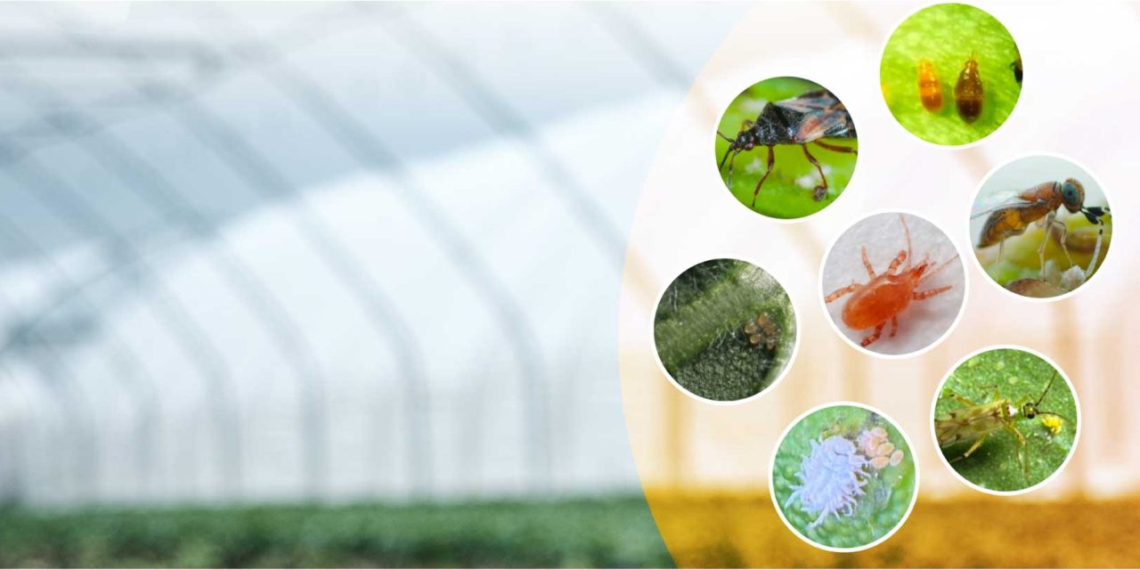 Successful Biocontrol Implementations in Agriculture