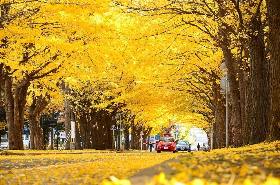 Meiji-jingu Gaien — One of the best places to see autumn leaves in ...