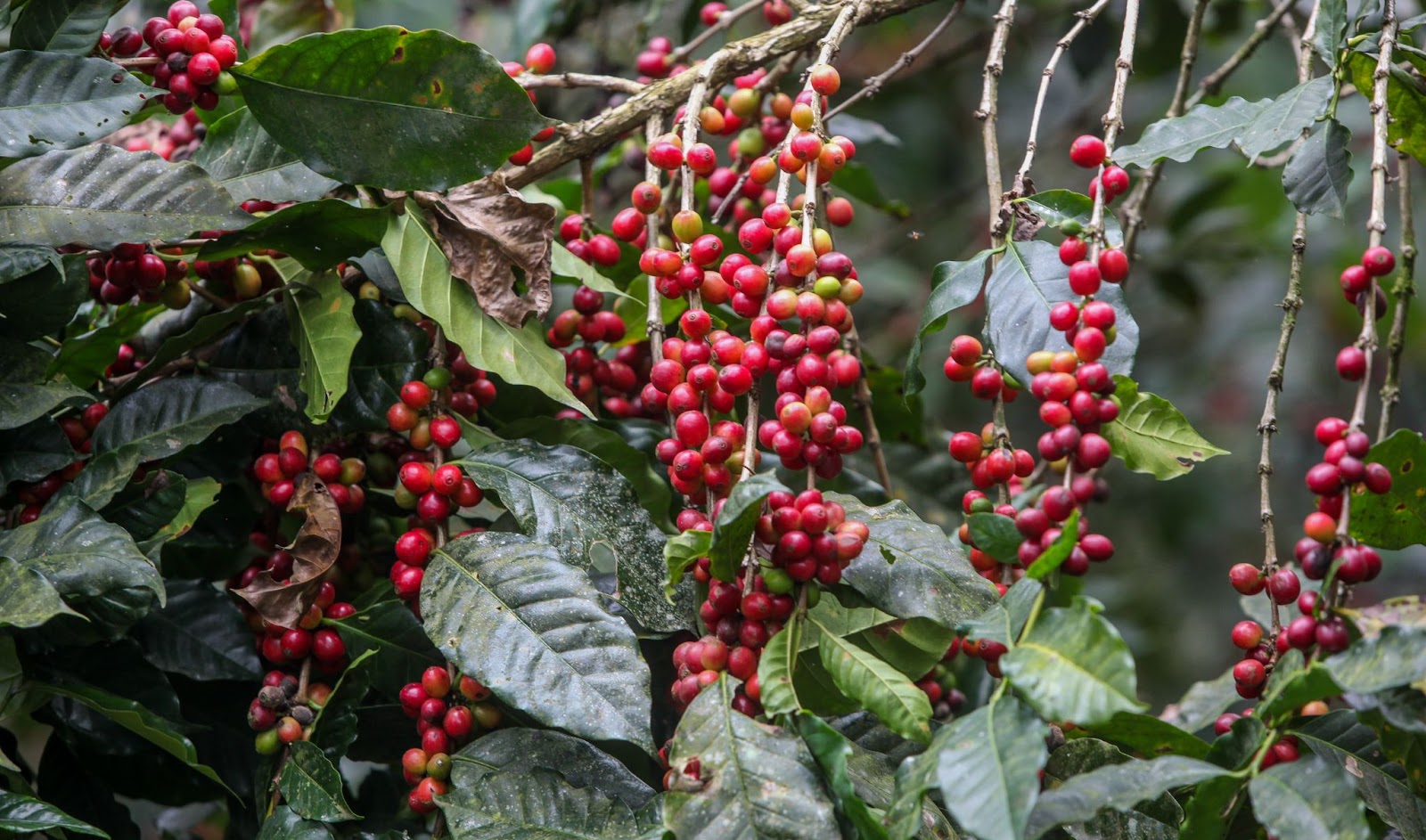 An image showcasing the different types of Bourbon coffee varieties, including the bourbon coffee variety types such as Red Bourbon, Yellow Bourbon, and Orange Bourbon.