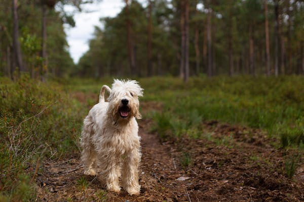 Soft-Coated Wheaten Terrier