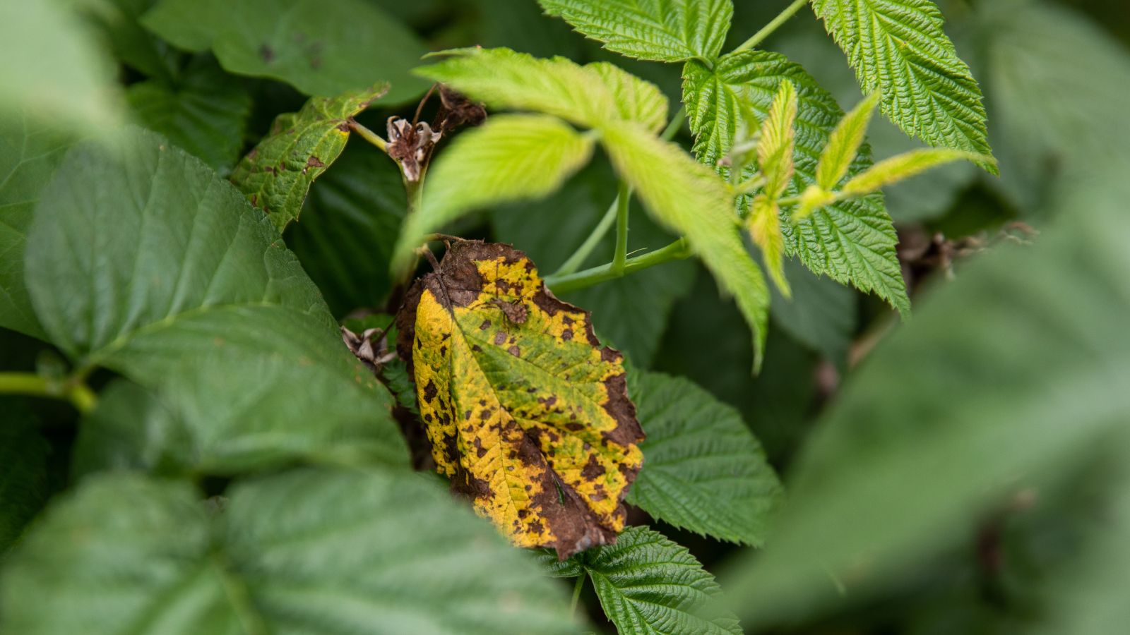 A shot of leaves of a fruit-bearing plant affected by the Anthracnose fungi